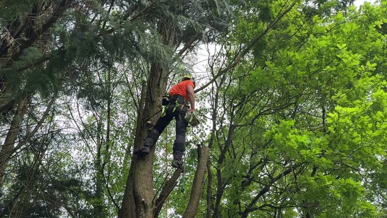 How Our Tree Care Process Works  in Bay Harbor Islands, FL